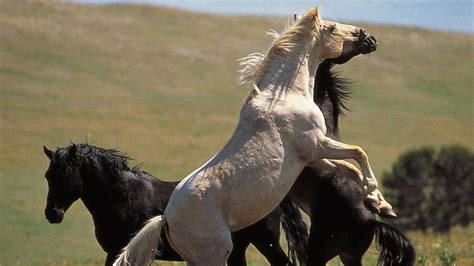 Only The Best Horse Scenes Pt. 1 Horse Cumpilation .